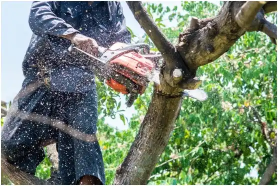 tree services Matador